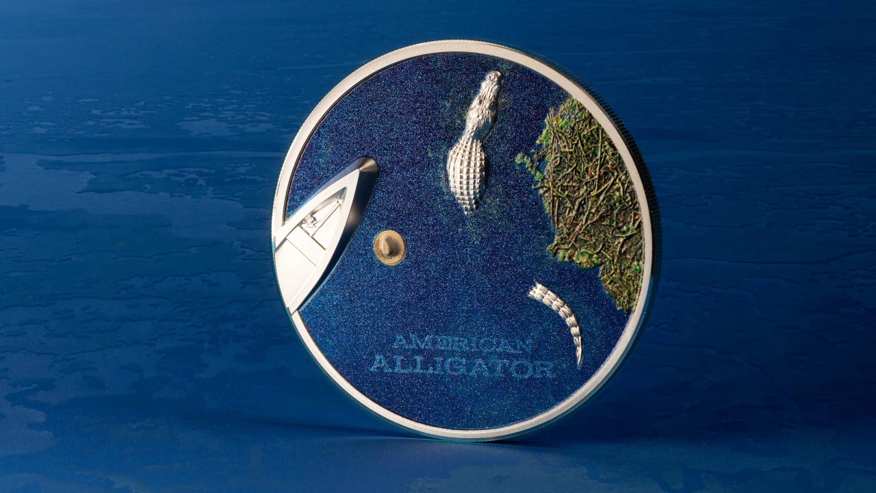 American Alligator