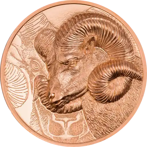 Magnificent Argali