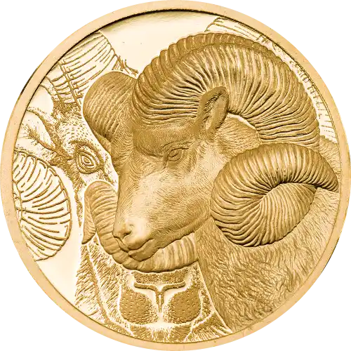 Magnificent Argali