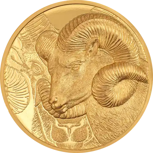Magnificent Argali