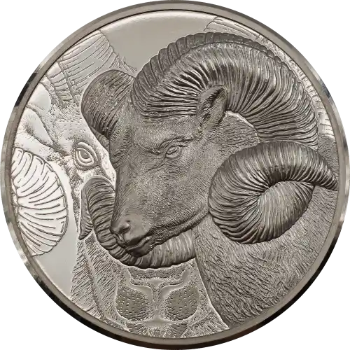 Magnificent Argali