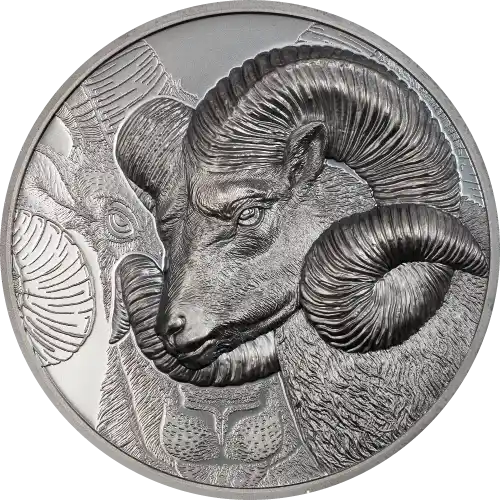 Magnificent Argali