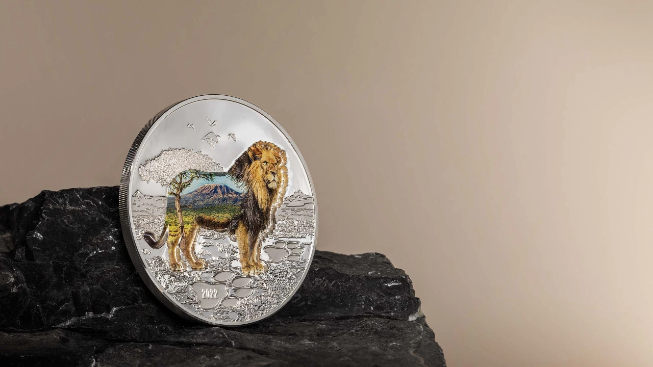 Into the Wild – Lion