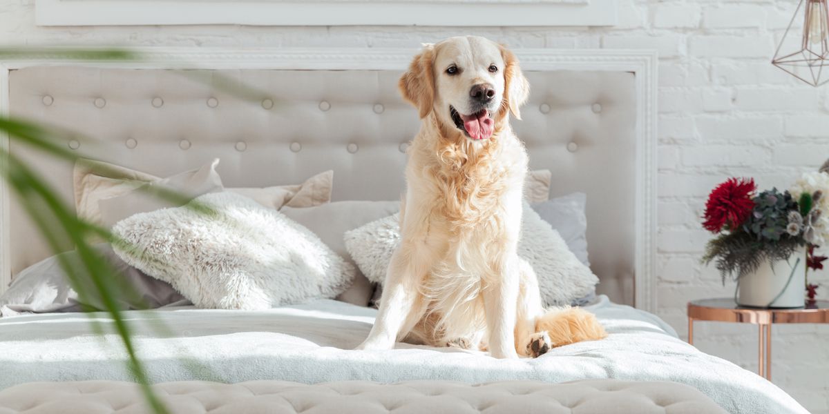 Organic mattress comparison 5 best mattresses for nontoxic sleep 2023