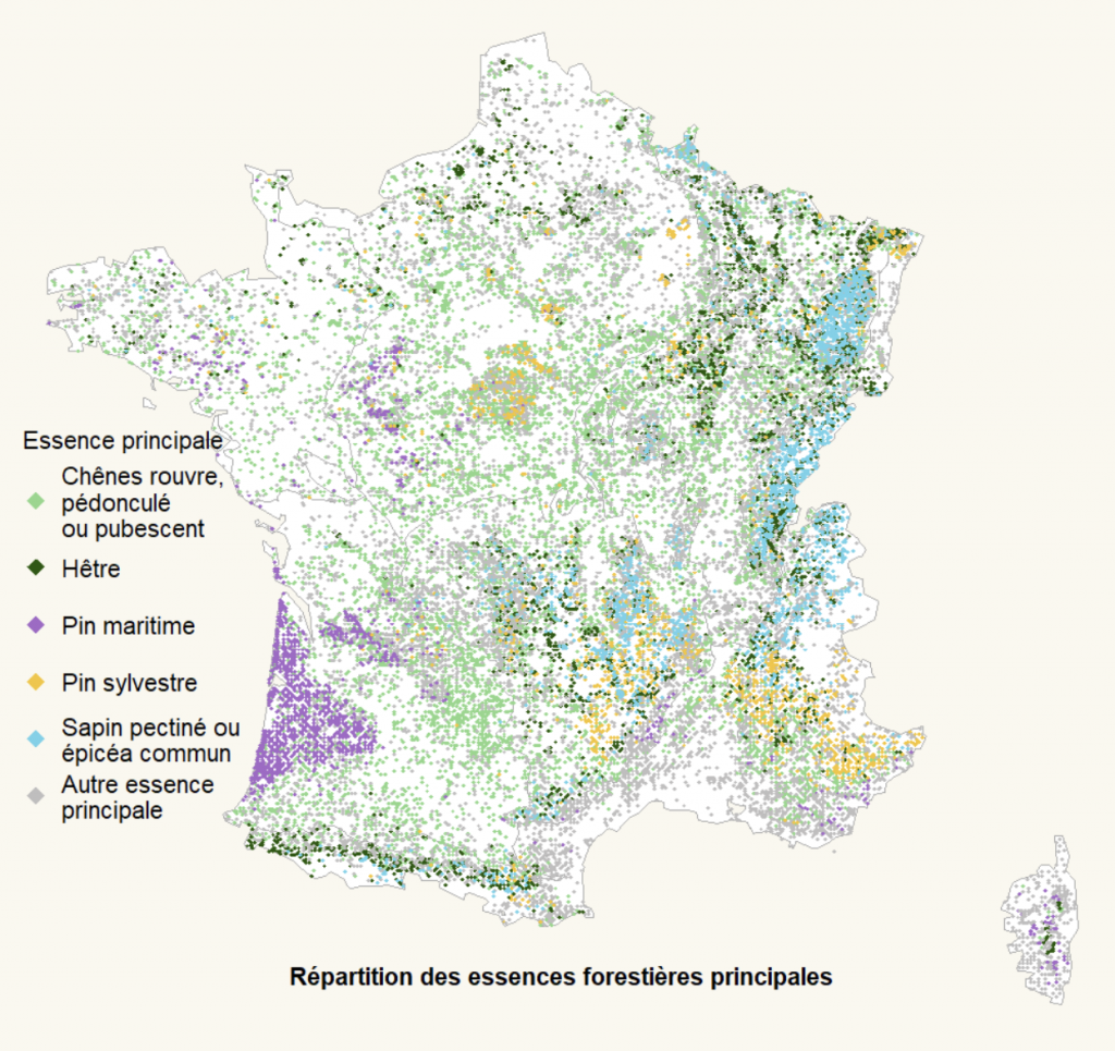 GFI : 5 critères pour investir en forêt