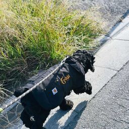Carhartt カーハート Dog Chore Coat (品番CD340)