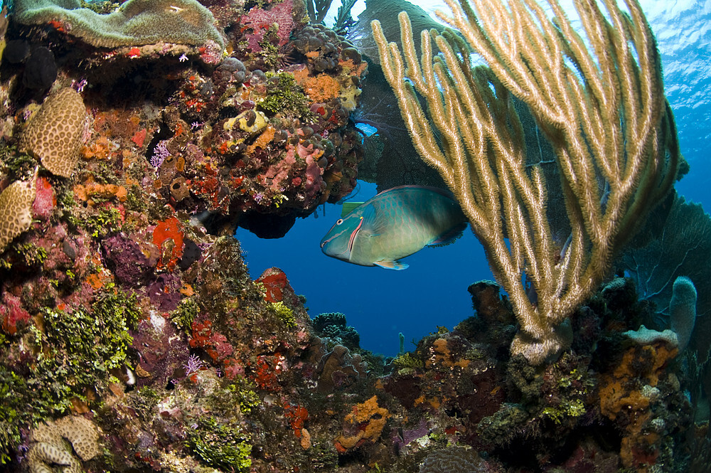 Towards designating a Particularly Sensitive Sea Area (PSSA) in the Mesoamerican Reef region