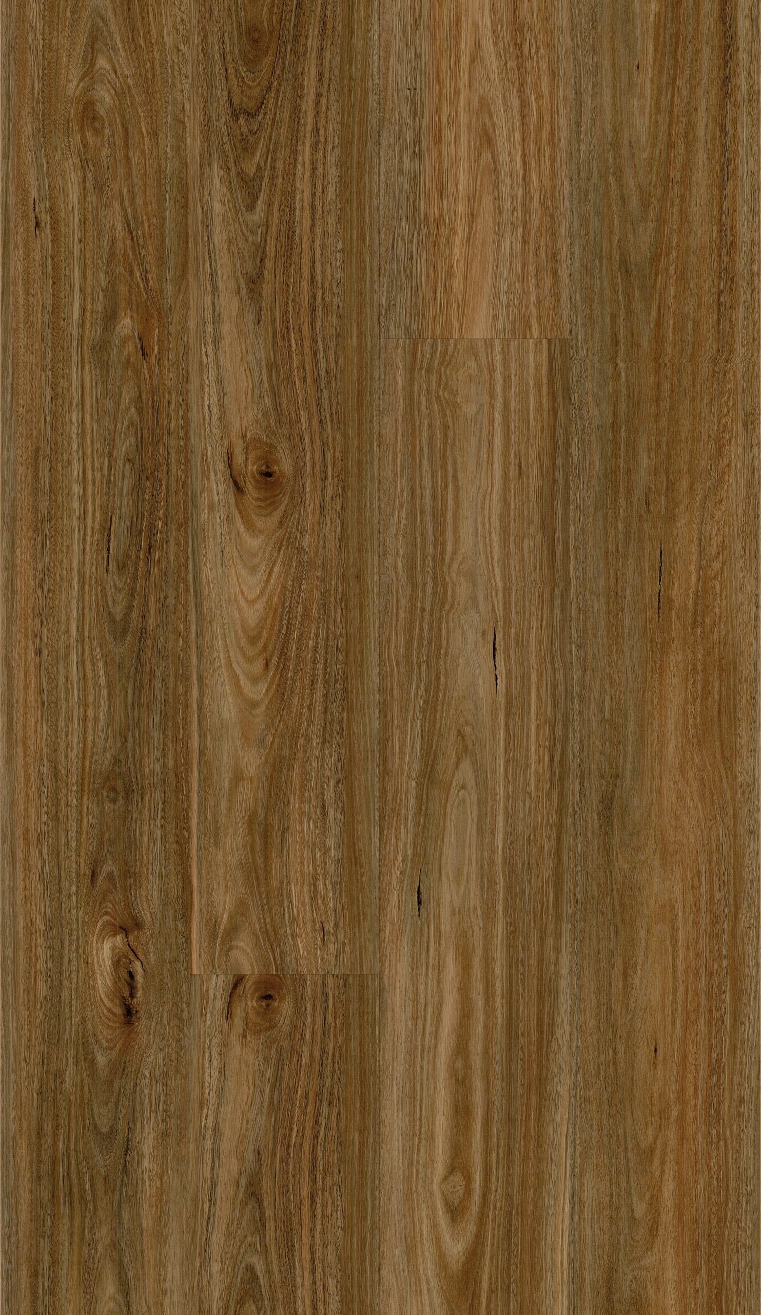 Spotted Gum