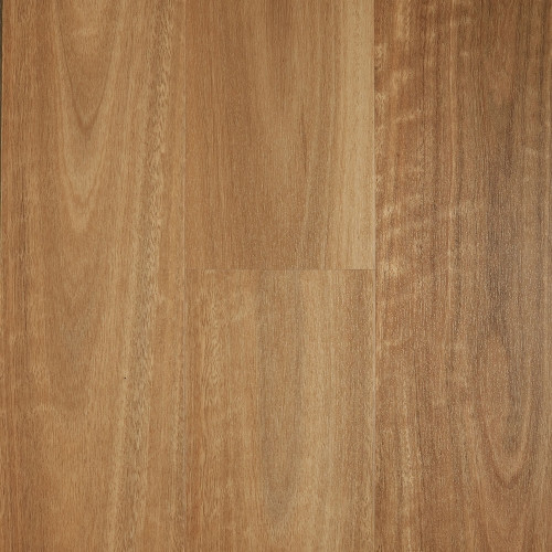 Spotted Gum