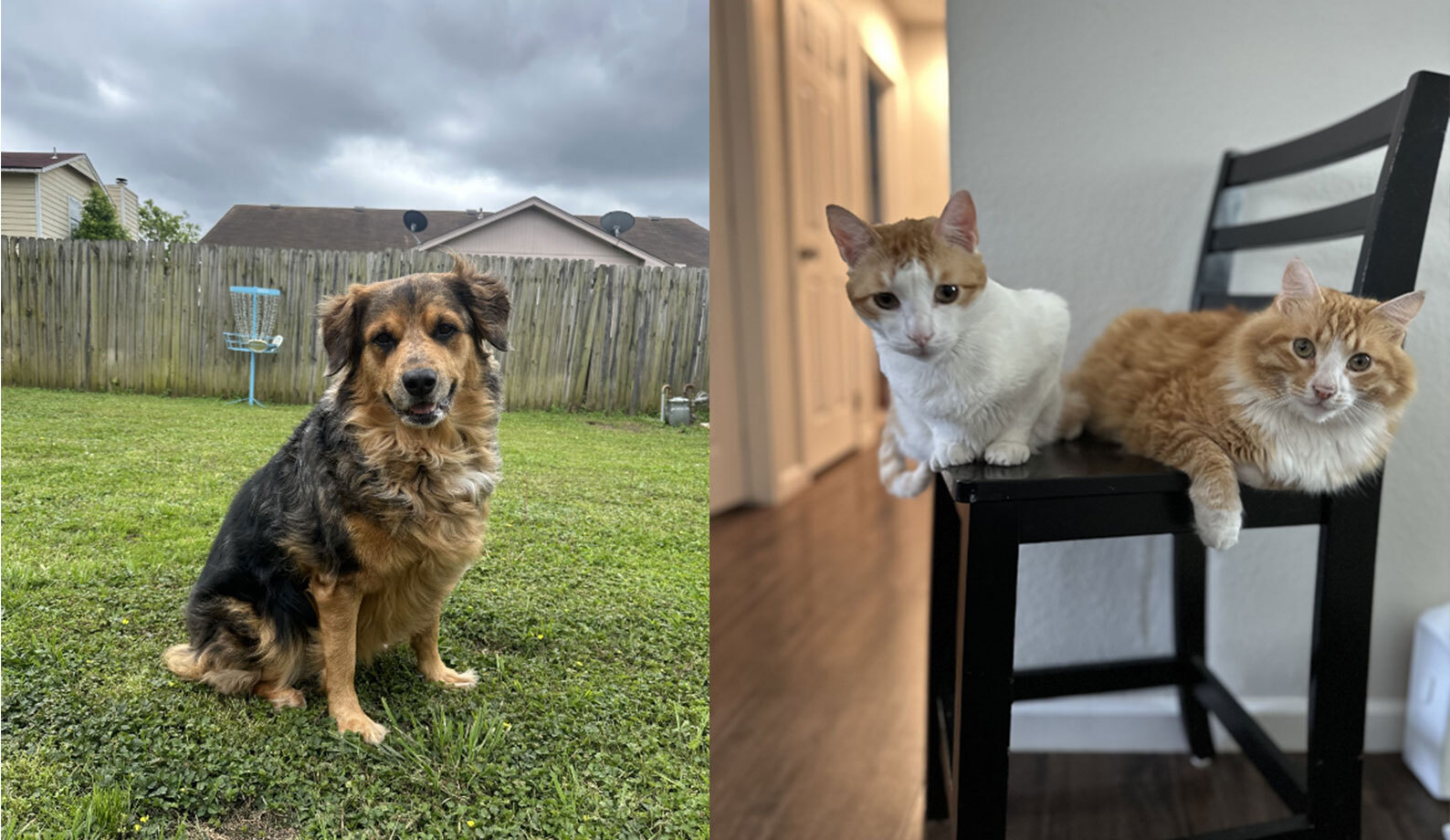 Photo collage of a dog and two cats sitting on a chair