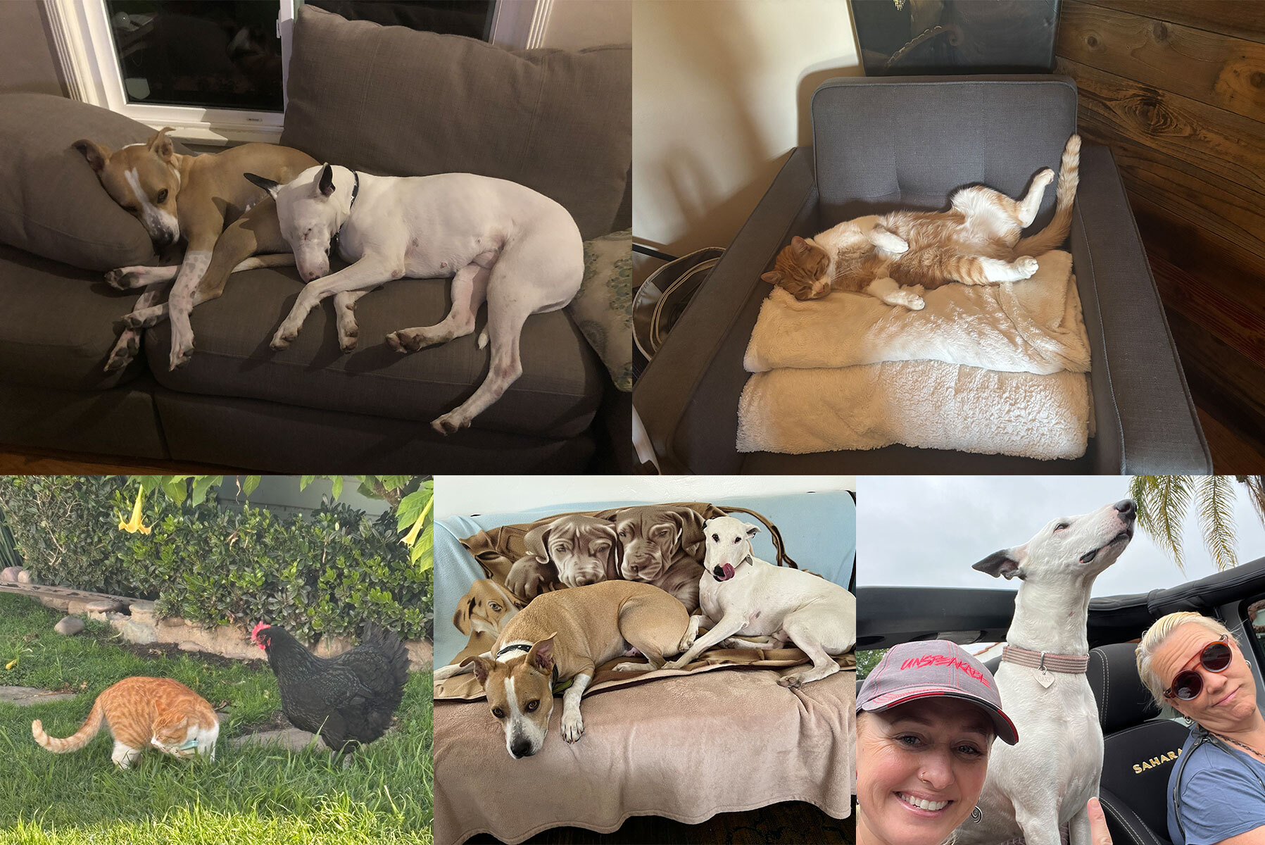 Collage of photos of two dogs in the top left, an orange and white cat laying on a chair in the top right, an orange and white cat with a chicken in the bottom left, two dogs laying on a sofa in bottom center, and two women with a white dog in a car in the bottom right photo.