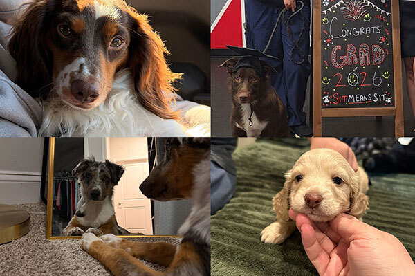 Collage of photos of four dogs, the top left image is a small white and brown Daschund, the bottom left image is a small Austrailian Shepherd looking at himself in a mirror, the top right image features a brown and white dog in a graduation cap, the bottom right photo is a small white puppy