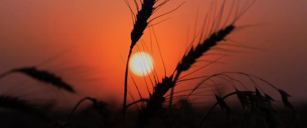 Wheat with the sun in the background