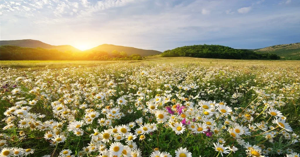 daisies-iStock-915614956.jpg