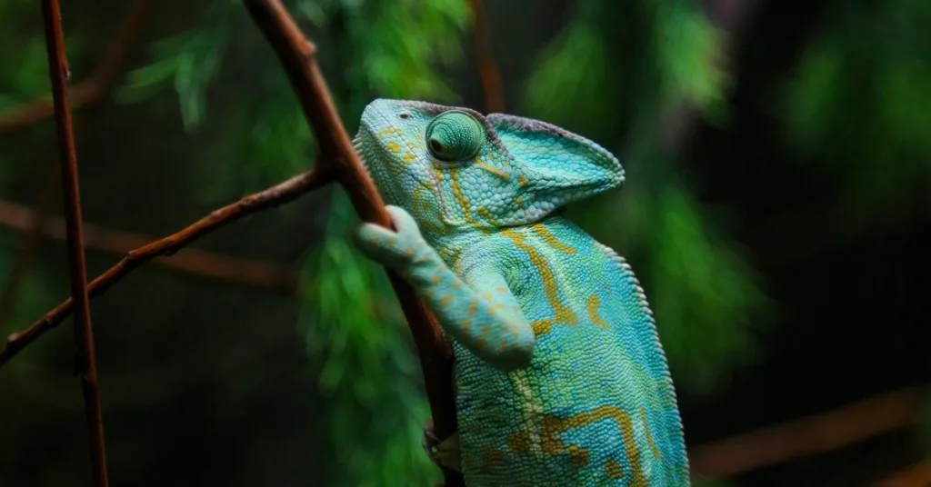 Chameleon-iStock-835384480.jpg