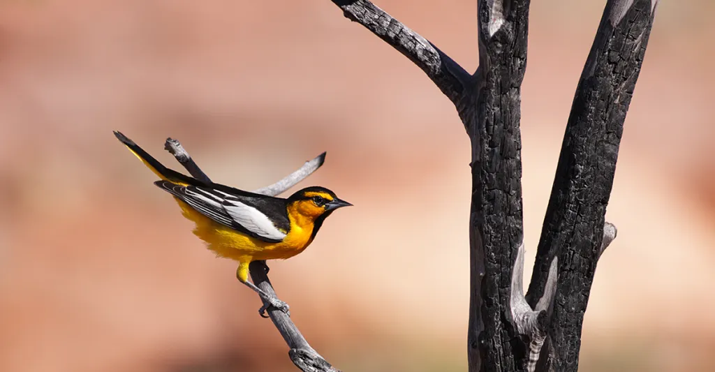 Bird-Bullocks-oriole-FB-GettyImages-955737396.jpg