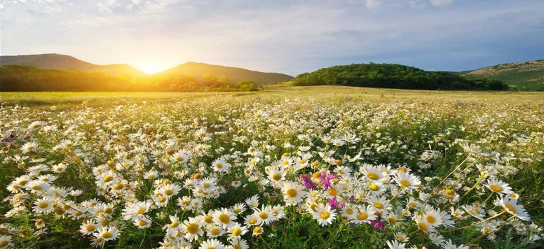 daisies-iStock-915614956.jpg