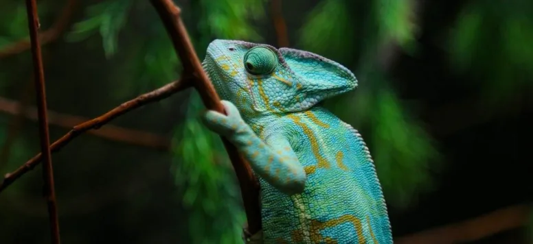 Chameleon-iStock-835384480.jpg