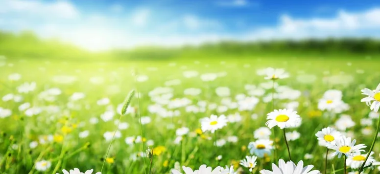 Field of daisies