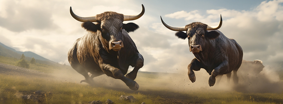 image of two bulls on the run