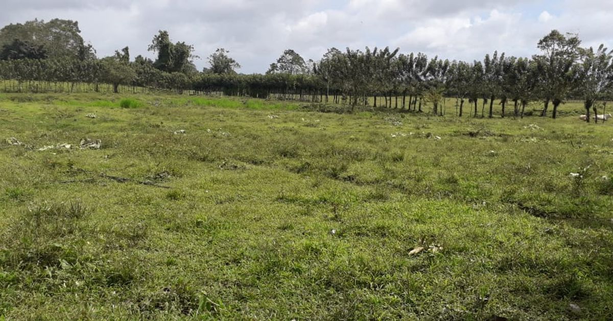 Finca en Venta en Río Frío , Las Horquetas, Sarapiquí, Heredia Costa