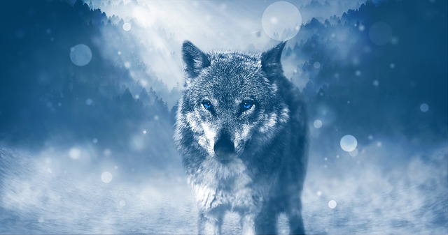 Lobo en la nieve