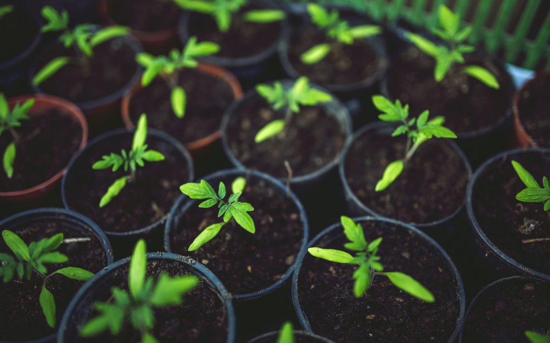 Comer alimentos ecológicos, de temporada y locales