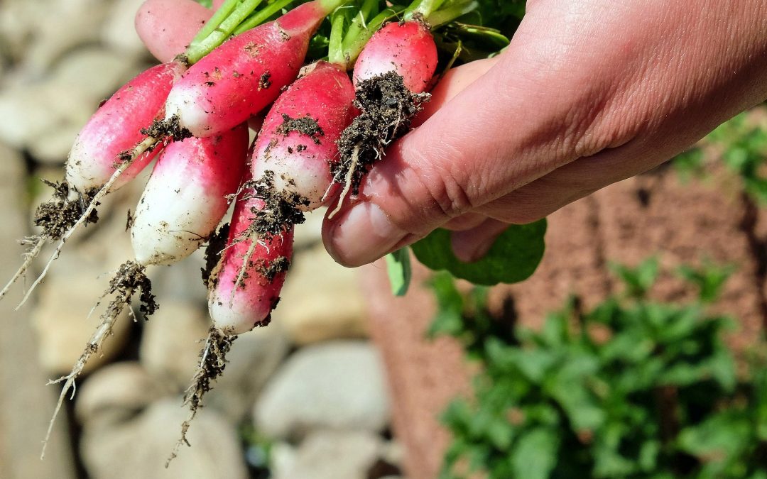 Beneficios del consumo de alimentos ecológicos