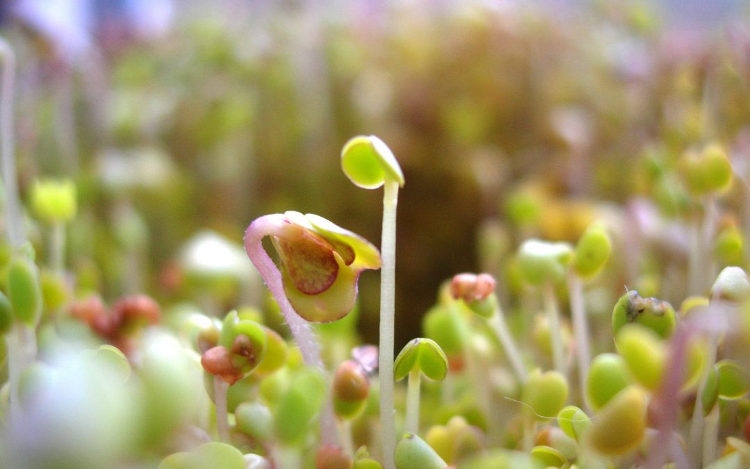 Cómo hacer germinados y brotes verdes en casa