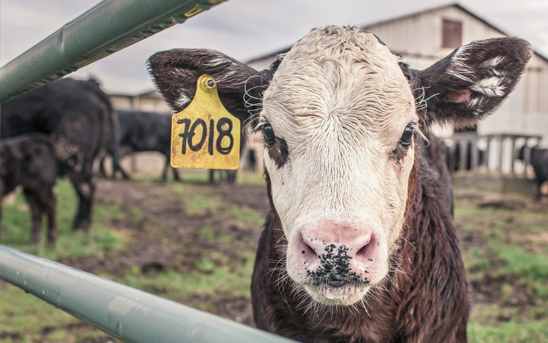 Los efectos nocivos del consumo de carne roja en nuestra dieta