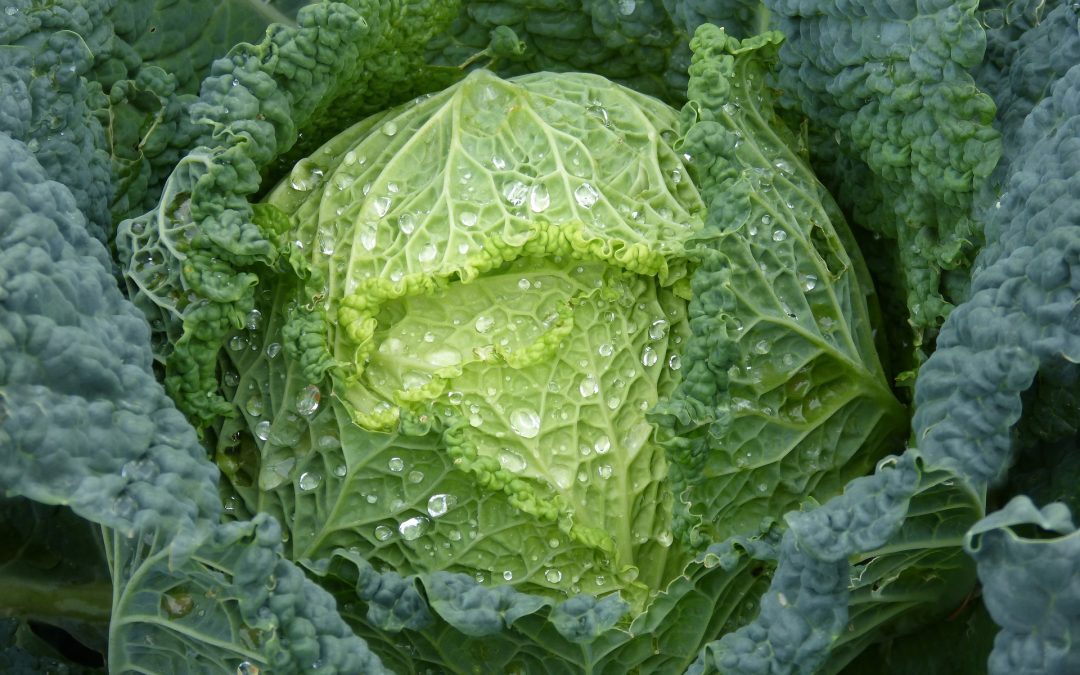 Verduras ¡sí! ¡Especialmente de hoja verde!