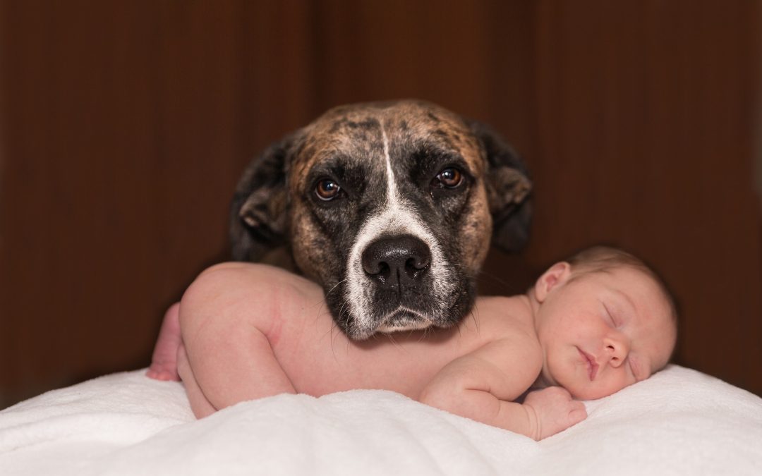 Una mascota, un amigo para toda la vida