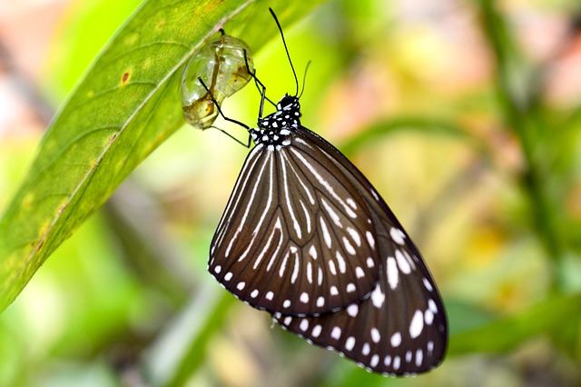 Evolución mariposa