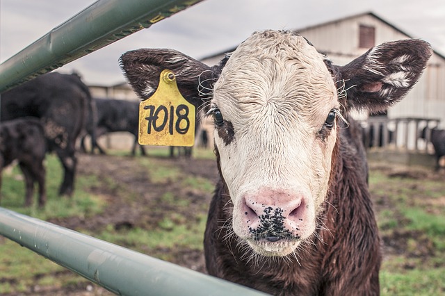 El uso del factor de crecimiento en animales