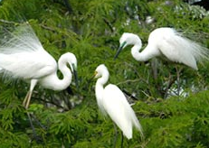 bharatpur-bird-sanctuary-bharatpur