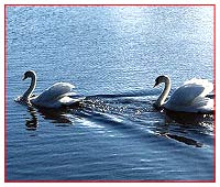 bharatpur-bird-sanctuary