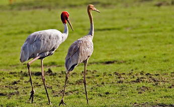 bharatpur-bird-sanctuary