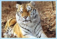 tiger-wildlife-tour