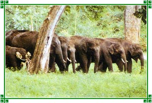 Anamalai wild life Sanctuary