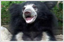 dandeli-sloth-Bears