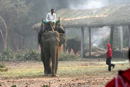Elephant Ride