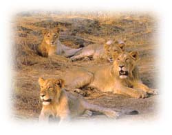 Gir National Park