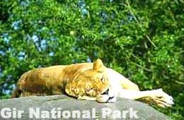 Gir National Park