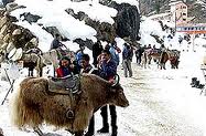 Manali Tour