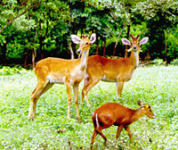 KEIBUL LAMJAO National Park