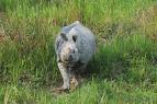 Kaziranga National Park