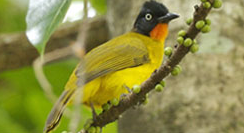 kumarakom-bird-santuary