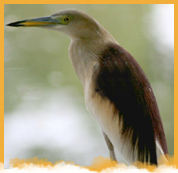 kumarakom-bird-santuary