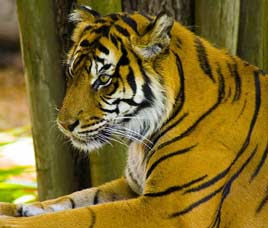 manas-tiger-reserve