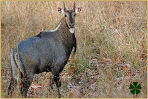 Pench National Park